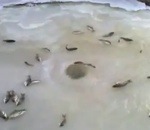 trou glace Geyser de poissons