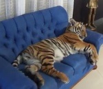 tigre dormir Un tigre dort sur le canapé