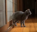chat patte coup Un chat frappe à la porte