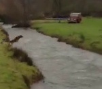 riviere Un chien saute par-dessus une rivière