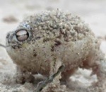 grenouille sable Grenouille du Namaqualand