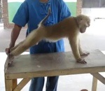 musculation pompe singe Un singe fait des pompes et des abdos