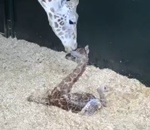 zoo bebe Bébé girafe se met debout