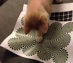 optique Un chat voit une illusion d'optique