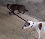 chien laisse Un chat promène un chien en laisse