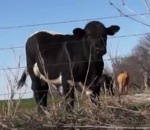 vache boeuf peur Coursés par un boeuf