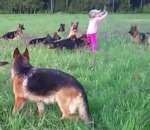 chien allemand Une fille de 5 ans joue au milieu de 14 chiens