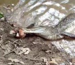 crocodile poisson Un crocodile mord une anguille électrique