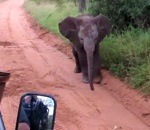 elephanteau intimidation Un éléphanteau essaie d'intimider des touristes