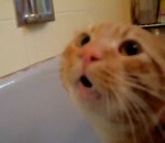baignoire chat Non ! Pas le bain !