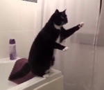 pose chat Un chat se regarde dans un miroir