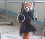 panda roux Un panda roux fait de la gym sur des anneaux