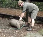 zoo Wombat joueur