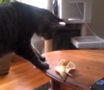 peur chat bond Chat vs Peau de banane