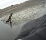vol Un faucon attaque un canard