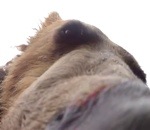 camera GoPro dans la gueule d'un grizzly
