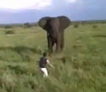 ivre Un homme ivre charge un éléphant