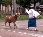 mouton attaque Un mouton sème la terreur