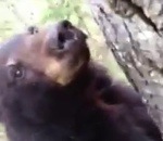 chasseur ours Un chasseur voit un ours de près