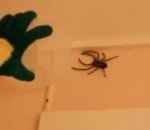 salle bain Comment attraper une grosse araignée ?