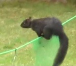 combattant parcours Un écureuil doit franchir des obstacles pour manger des graines
