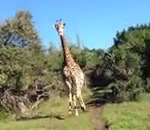 girafe attaque Coursés par une girafe