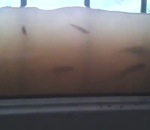poisson Des poissson à la fenêtre
