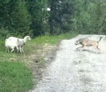 mouton brebis bois Un loup attaque des moutons