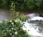 riviere arbre Des morceaux de bois surgissent d'une rivière