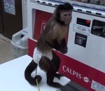 distributeur Un singe s'achète à boire dans un distributeur automatique