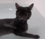 eau chat nager Un chat nage dans une baignoire