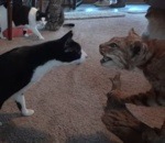 chat peur Chats vs Lynx empaillé