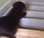 glissade escalier Un chiot descend les escaliers en glissant