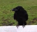 oiseau Un corbeau demande de l'aide
