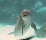 sourire rire Une fille fait rire un dauphin