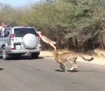 impala voiture Chassé par deux guépards, un impala saute dans une voiture
