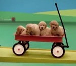 chien machine Machine de Rude Goldberg avec des chiens