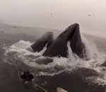 baleine bosse Deux plongeurs presque avalés par des baleines