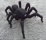 robot araignee Araignée robot
