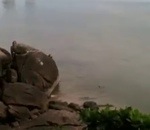 saut eau mer Des singes plongent d'un rocher