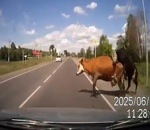 collision pare-brise voiture Voiture vs Vache