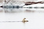 ours Un ourson polaire sur le dos de sa maman