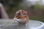 hamster abajoue Hamster vs Spaghetti 