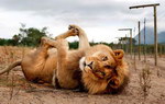 patte lion Un lion prend la pose
