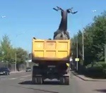 camion pont Transport d'un cerf géant Fail