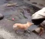 riviere eau Un chien joue seul à la balle dans une rivière