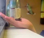 bebe Un colibri nourrit son bébé dans une main