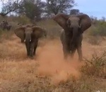 elephant voiture Un éléphant charge une jeep