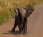 elephanteau Un éléphanteau charge des touristes