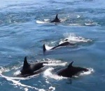 ile Un groupe d'orques en balade
